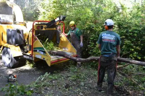 tree services Dove Creek